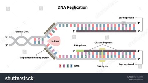 DNA Replication 的图像结果