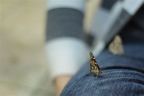 Learning Butterfly Tricks 的图像结果