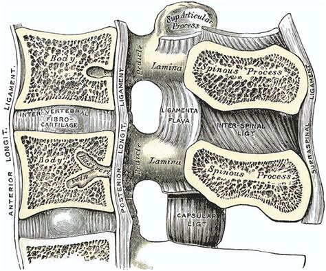 Ligamentum longitudinale anterius - Ars Neurochirurgica