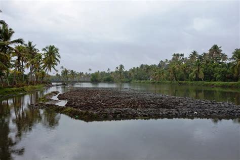 In Kerala, farmers fight to preserve a rare variety of salt-resistant ...