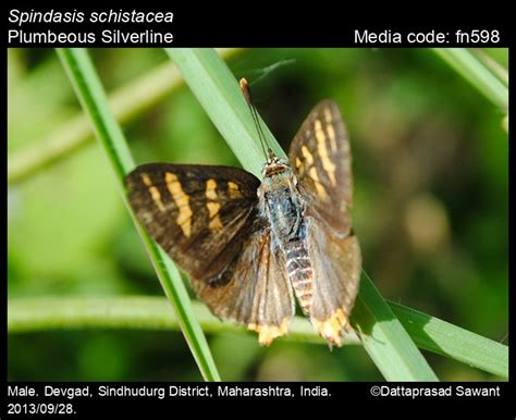 Spindasis schistacea | Butterfly
