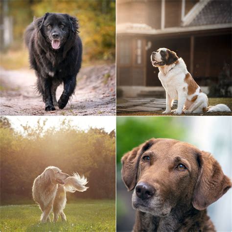 Hip Dysplasia In Labradors