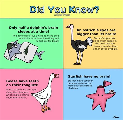 Did You Know Facts About Animals 50 Fun Facts About Animals For Kids