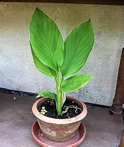 Mphmi Live Plant Nursery NCR Black Turmeric, Kali Haldi - Plant ...