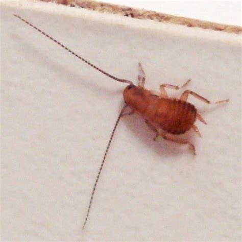 Image result for Cockroach Hatching