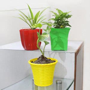 Planter Pots Online - Buy/send Planter Pots in India - GiftaLove