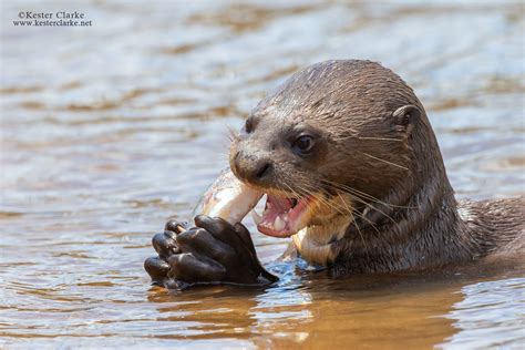 Giant River Otter - Kester Clarke Wildlife Photography