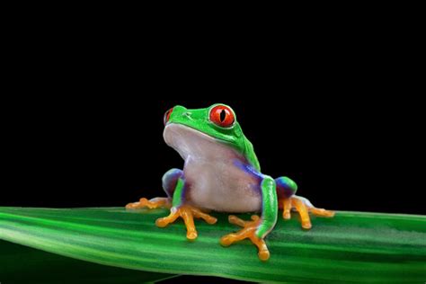 Image result for Tree Frog Terrarium