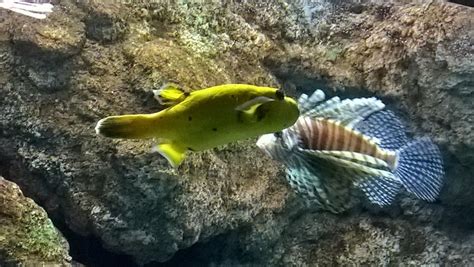 LITHUANIAN SEA MUSEUM (2025) All You Need to Know BEFORE You Go (with ...