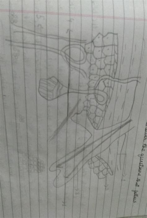 i) Label the parts 1 to 4ii) give the functions of part labelled 3,4 ...