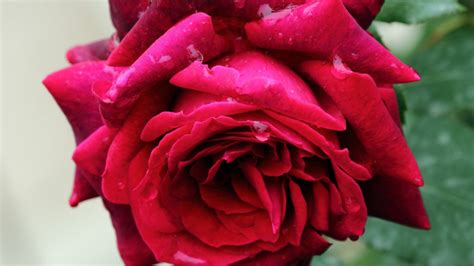 玫瑰到了花期下一句什么意思，我很想你(暗戳戳的表白情话) — 爱达夫养生