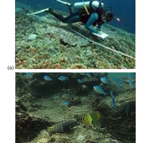 Image result for Transect Method