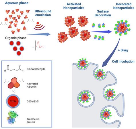 Two-Step Preparation of Protein-Decorated Biohybrid Quantum Dot ...