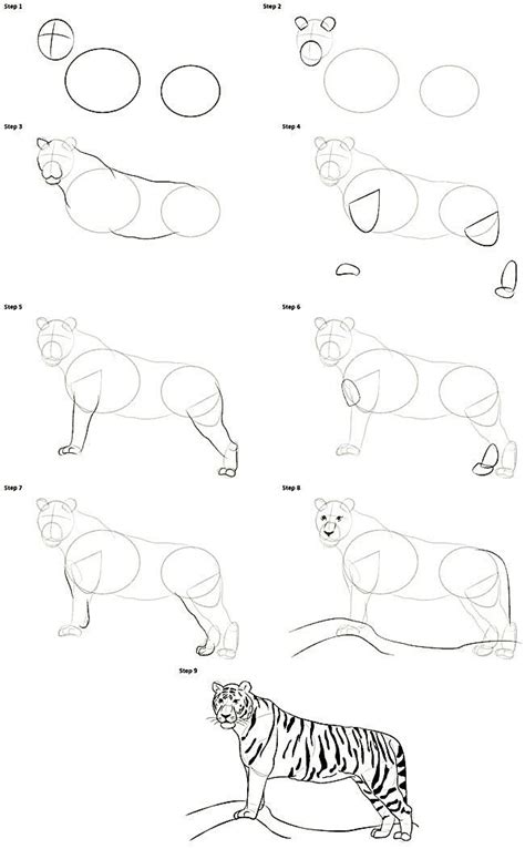Image result for Tiger Drawing Easy