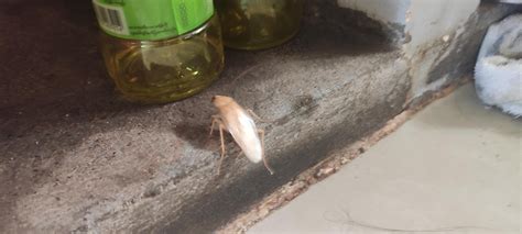 Rare Cockroach 的图像结果