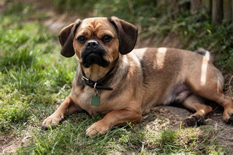 Chug Dog Breed Health and Care | PetMD