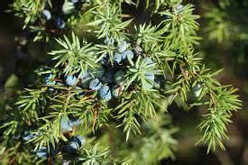 Juniper Tree: Unlocking the Mystical Benefits and Secrets of Nature's ...