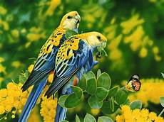 Bird Nature Wallpaper Animals by Wallpapers Birds Desktop Wallpapers Bird Nature Wallpaper Animals