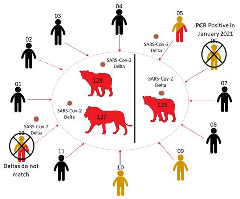 SARS-CoV-2 Reverse Zoonoses to Pumas and Lions, South Africa