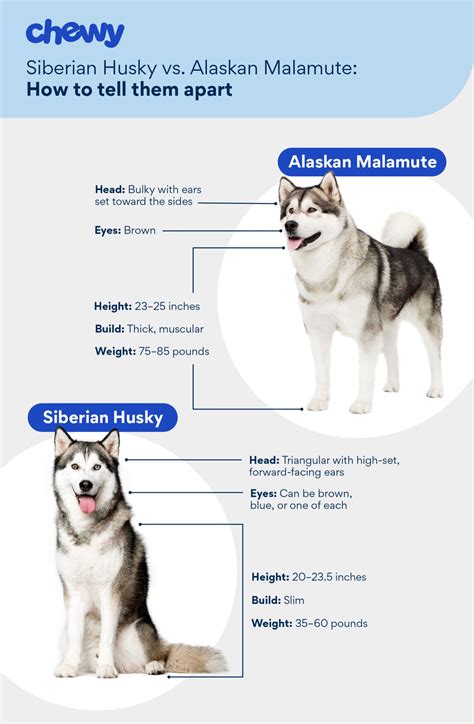 Siberian Husky vs. Alaskan Malamute: Which Snow Dog Is for You? | Chewy