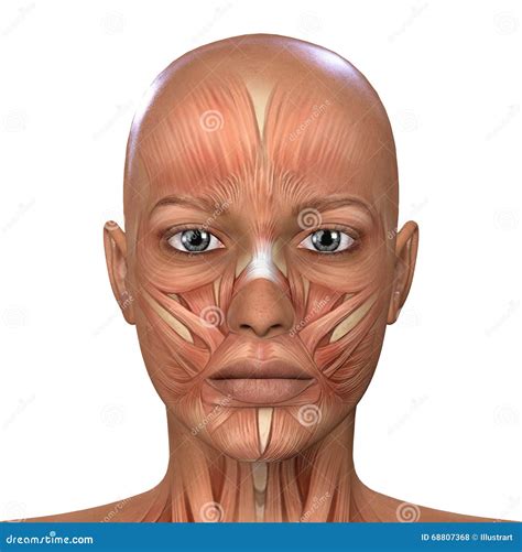Female Face Muscles Anatomy Stock Illustration - Illustration of muscle, isolated: 68807368