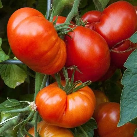 Buy Golden Hills Red Beefsteak Heirloom Tomato Seeds for Rich Harvest ...