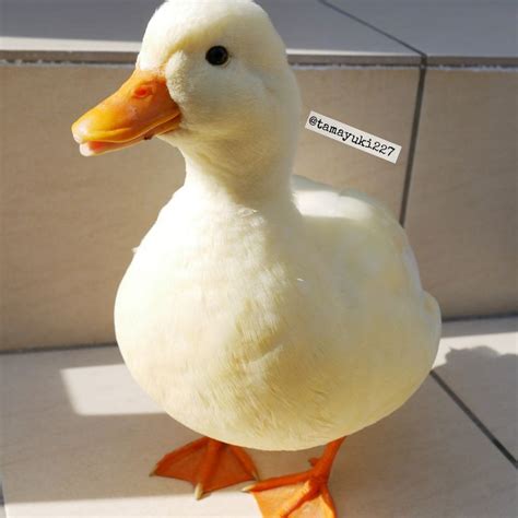 Image result for Duck Number Code in Python Using Count