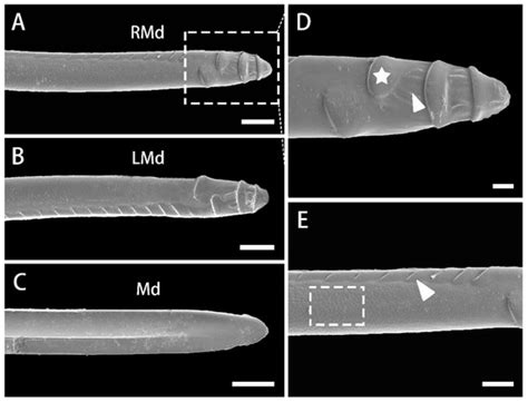 Fine-Structural Morphology of the Mouthparts of the Polyphagous ...