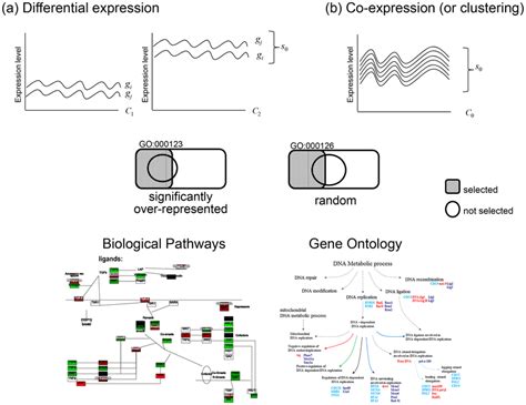 Image result for Go Annotation Analysis Step
