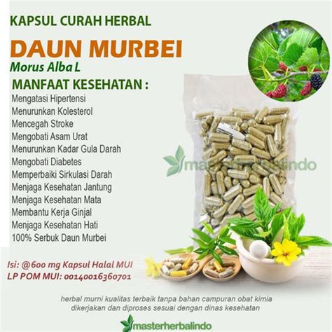 Jual NEW DAUN MURBEI 100 KAPSUL CURAH HERBAL STROKE ANEMIA MATA KANKER ...