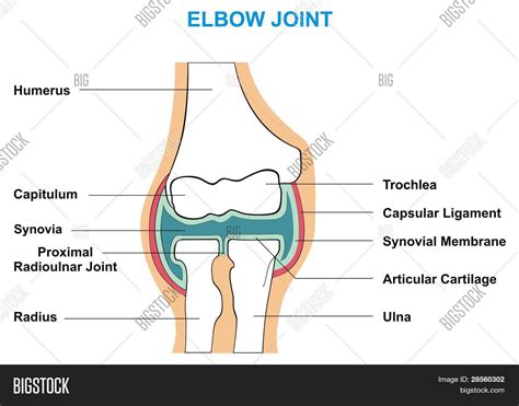 Elbow Joint Cross-Section - Showing Image & Photo | Bigstock