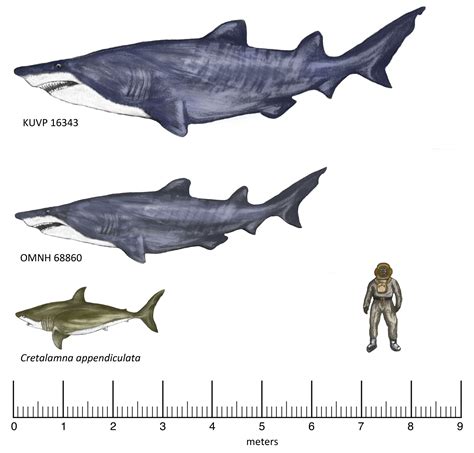 Giant shark fossil discovered in Texas - Strange Sounds