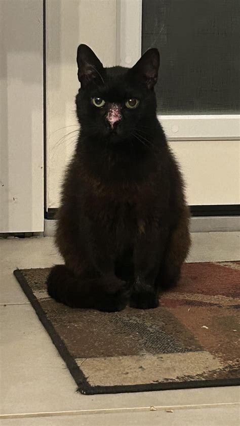 Scabbing Nose + Swollen Lip : r/CATHELP