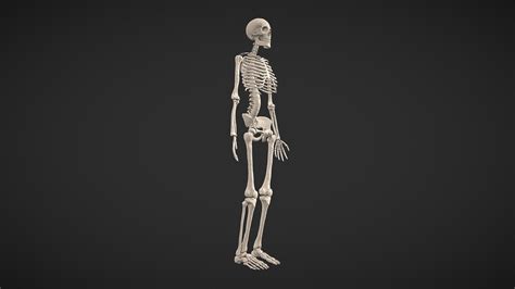 Image result for Model of Skeleton