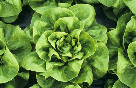 Types Of Butterhead Lettuce at Ali Lemmone blog