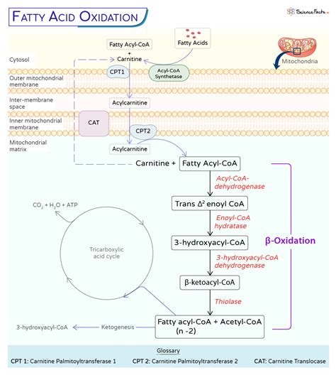Beta-Oxidation of Fatty Acid – Definition, Pathway, and Diagram