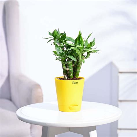 Buy Exclusive Lotus Lucky Bamboo 5 Sticks Plant | Ugaoo