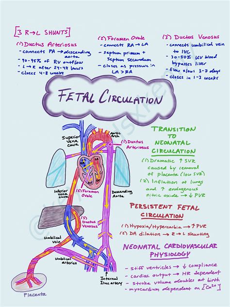 Fetal Circulation Flow Chart