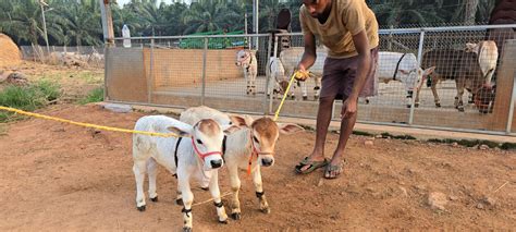 "Discover rare miniature cattle breeds like Micro Mini Cows, Punganur ...