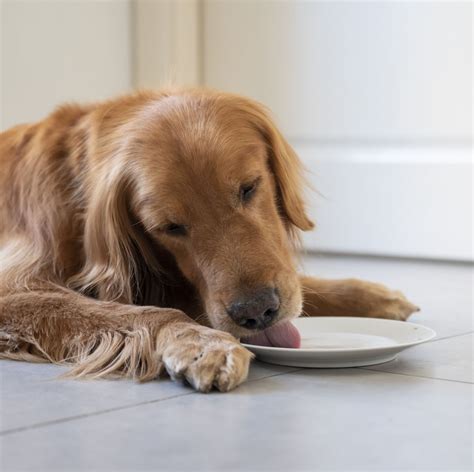 Floor Licking In Dogs | Viewfloor.co