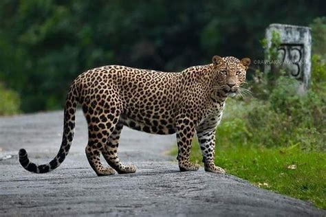 UDAWALAWA WILD LIFE SAFARI BY RTS-SRILANKA.COM (2025) All You Need to ...