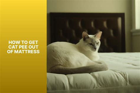 Effective Tips on Removing Cat Pee from Mattress - Expert Guide - All ...