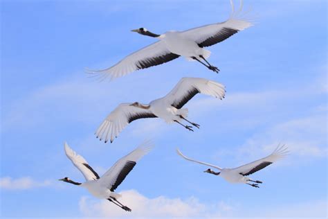 Japan Animals 的图像结果