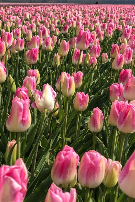 Reise auf der Tulpenroute durch Flevoland - Tulpen satt und bunt