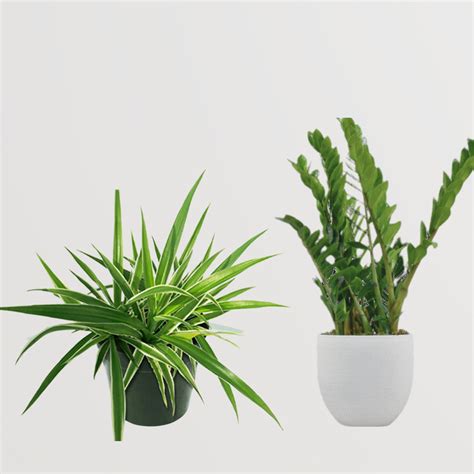 Clean Air Plant Combo – Gardengram