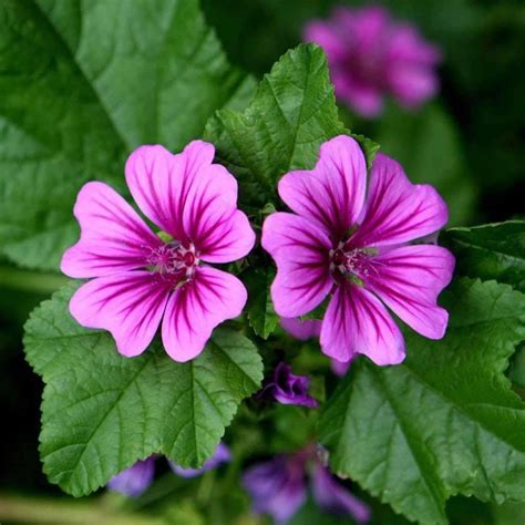 Mallow (common) - (Malva sylvestris mauritiana) | Flower seeds, Flowers ...