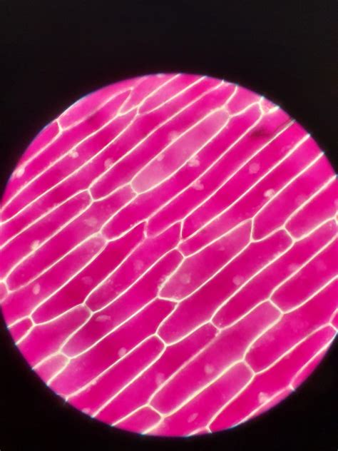 Onion Skin Cell