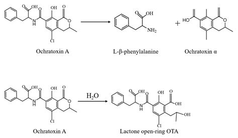 Ochratoxin A: Overview of Prevention, Removal, and Detoxification Methods