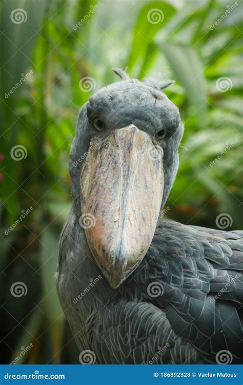 Detail Portrait of Grey Shoebill, Balaeniceps Rex. Closeup of Stork ...