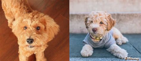 Image result for Clipping a Cockapoo